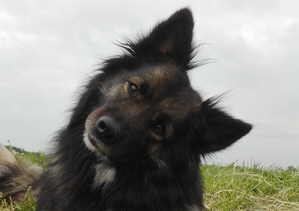 Bild von 4 Pfoten an der Nordsee